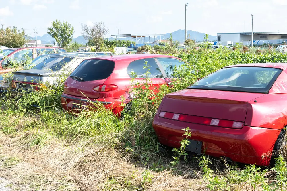 Junk car yard. Several cars are abandoned in an overgrown lot.